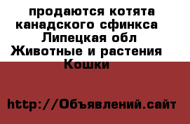 продаются котята канадского сфинкса - Липецкая обл. Животные и растения » Кошки   